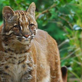 Un gato dorado asiático /  Karen Stout  - Flickr