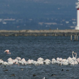 Un grupo de flamencos en la laguna de El Fangar del parque Natural el Delta del Ebro. EFE/Jaume Sellart/Archivo