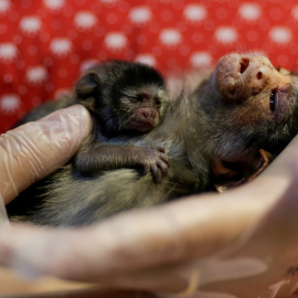 La veterinaria Carine Hanna cuida de Xita, un tití de Rondon, que fue rescatado por la policía ambiental estatal después de dar a luz en Brasil. REUTERS/Ueslei Marcelino