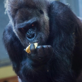 Imagen de archivo de un gorila en zoológico. EFE