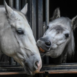 Imagen de archivo de dos caballos descansando en sus cuadras en unos establos. (EFE)