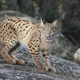 Un ejemplar de lince ibérico. MANUEL MORAL CASTRO (Iberlince)