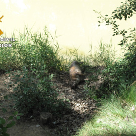 El joven de 21 años ha sido detenido como presunto autor de un delito relativo a la protección de la flora, fauna y animales domésticos.GUARDIA CIVIL