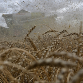 Una cosechadora cosecha trigo en un campo de la granja Triticum en la región de Omsk, Rusia. REUTERS