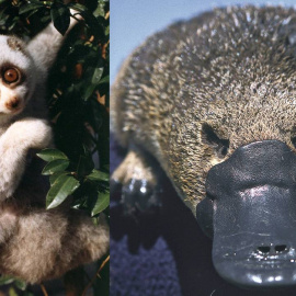 Tanto el loris perezoso de Bengala (izquierda) como el ornitorrinco (derecha) son mamíferos venenosos. / Helena Snyder / Dr. Philip Bethge
