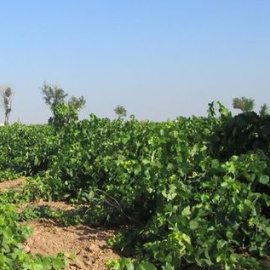 Agricultor en una explotación ecológica /EUROPA PRESS