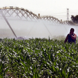Un operario controla un sistema de riego en una finca sembrada de maíz. EFE/Emilio Morenatti