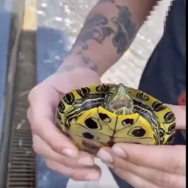 La tortuga, asustada, abría la boca para intentar defenderse. /Vídeo difundido por PACMA