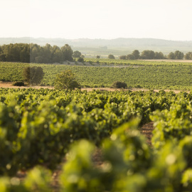 Imatge d'unes vinyes d'Utiel-Requena.DO UTIEL-REQUENA