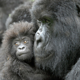 Una hembra de gorila junto a su cría de cuatro meses en la República Democrática del Congo. / Conservation International | Russell A. Mittermeier