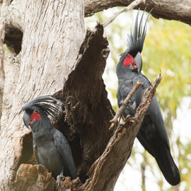 Dos machos de cacatúa enlutada sosteniendo sus peculiares baquetas de madera. / C. Zdenek