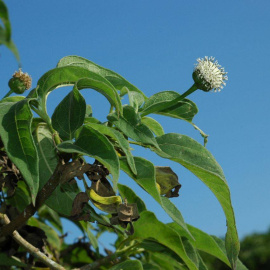 Scalesia pedunculata. / RJB-CSIC