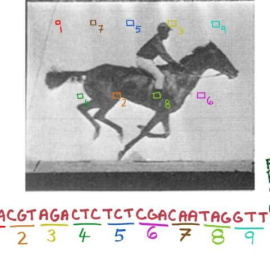 Diseño del código genético a partir de la imagen del caballo, que fue posteriormente introducido en el ADN de la bacteria /Wyss Institute at Harvard University