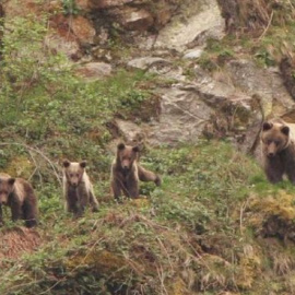 Aire Libre en abril: Doñana, osos y dehesas, a pesar del cambio climático