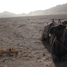 Camellos aguardan la llegada de turistas en la puerta del desierto del Sahara
