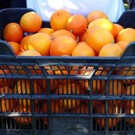 El origen de la investigación fue la recogida de naranja en la localidad cordobesa de Palma del Río / EFE