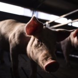 La ganadería industrial convierte a España en el establo de Europa