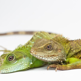 La cría de dragón verde (izquierda) junto a su madre (derecha) en el Smithsonian’s National Zoo. / Smithsonian’s National Zoo