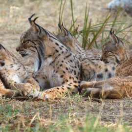 Varios ejemplares de lince ibérico. MAPAMA