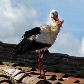 Foto de una cigüeña, especie protegida en España /Wikipedia