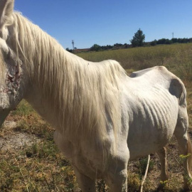 Aire, el caballo que tuvo que ser sacrificado / Defensa Animal Zaragoza