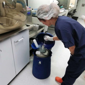 Fotografía facilitada por Dexeus Mujer que junto a la Universidad Politécnica de Cataluña (UPC) han demostrado que el semen congelado mantiene su viabilidad en condiciones de ingravidez en el espacio. (EFE)