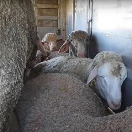 Imagen de ovejas amontonadas en un camión durante su transporte a los mataderos del Líbano. Igualdad Animal