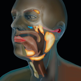 Glándulas salivales ahora descubiertas