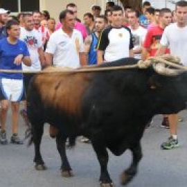 Ofensiva animalista per abolir els correbous a Catalunya