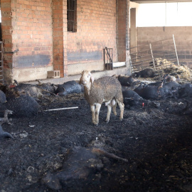Una oveja que sobrevivió junto a unas abrasadas en una granja afectada por el incendio forestal que quema desde la tarde de ayer en varios términos municipales de la comarca tarraconense de Ribera d'Ebre, y que sigue descontrolado y afecta ya a más de 