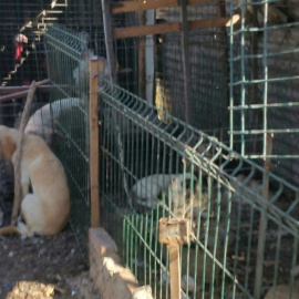 Estado de los 21 animales rescatados en una parcela de Algeciras (Cádiz). EP