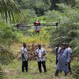 Emmanuel Adou, un granjero de Costa de Marfil, mira a un dron rociando su plantación de palma aceitera en Tiassale, en el norte de Abidjan, Costa de Marfil. (REUTERS)
