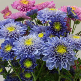 Crisantemos azules junto a los originales./NAONOBU NODA/NARO