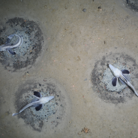 Imagen de nidos de peces de hielo custodiados por un adulto.