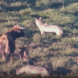 Dos lobos rodean a una vaca con su cría. Fragmento del vídeo de Cinegetics.