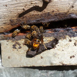 Diverses abelles es defensen d'una vespa asiàtica a la  Serra de Cardó.