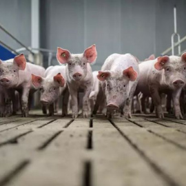 Cerdos en una granja en Alemania.