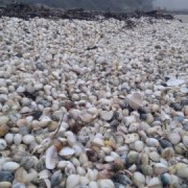 La Fiscalía denuncia a la mayor conservera de Galicia propiedad de un exalcalde del PP por contaminar la ría de Arousa