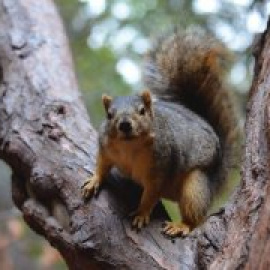 Los saltos de las ardillas podrían servir para mejorar la movilidad de los robots