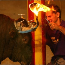 Un toro embolao. Foto de Archivo. LUIS LLORCA
