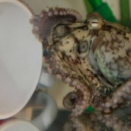 Así logra el pulpo saborear algo con solo tocarlo