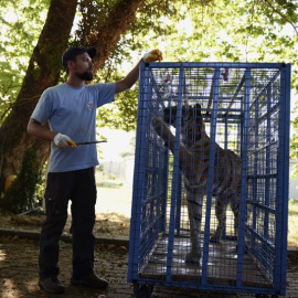 Fotografía cedida por la ONG austríaca Four Paws en la que se ve a uno de los cuidadores alimentando a uno de los tigres rescatados en Siria. EFE/Ahu Savan An