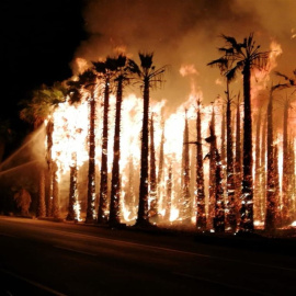 Miles de palmeras arden en Elche. / EP