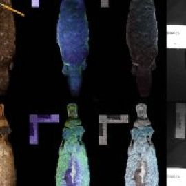 Investigadores descubren que el ornitorrinco brilla en la oscuridad bajo la luz ultravioleta