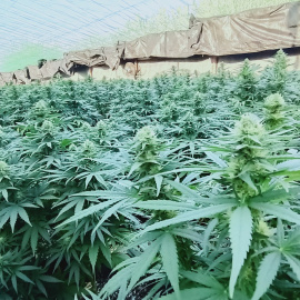 Plantas de cannabis en el invernadero de CTAEX en Villafranco del Guadiana (Badajoz) - CEDIDA