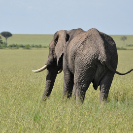 Los afroterios, como los elefantes, son el único grupo de mamíferos actuales que tienen los testículos en el interior del abdomen/Agencia SINC