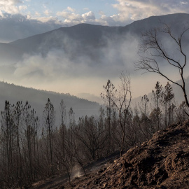 Árboles calcinados en Quiroga (Lugo).