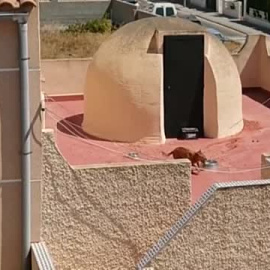 Muere un perro tras pasar varios días abandonado en una terraza de Torrevieja