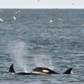 Caza de ballenas en Japón. / REUTERS