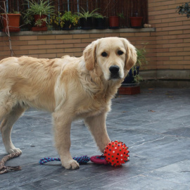 Algunos animales pueden actuar siguiendo motivaciones morales debido a que poseen capacidades cognitivas.